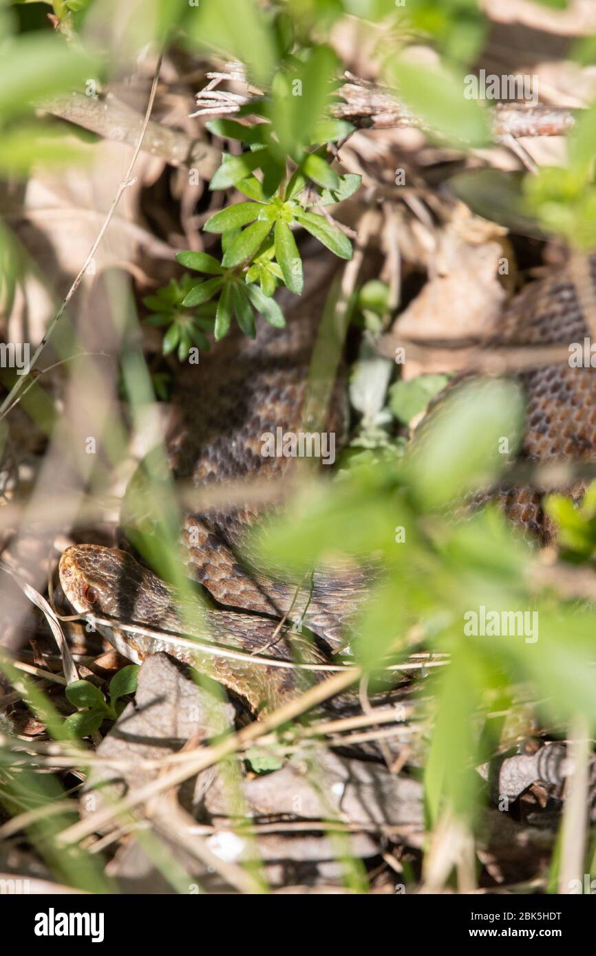 Nuremberg, Allemagne. 23 avril 2020. Une vessie femelle se trouve dans l'herbe sur le canal Main-Danube. Selon un expert en reptiles, le ressort chaud pourrait devenir un problème pour le vipère. Les jeunes serpents se nourrissent principalement de grenouilles à gazon. Cependant, en raison de la sécheresse, de nombreuses eaux se sont asséchées et les têtards ont péri. En automne, de nombreuses jeunes échelles pourraient donc être affamée à la mort. Le serpent toxique figure sur la Liste rouge en Allemagne, principalement parce que son habitat est en déclin. (Pour dpa 'printemps chaud pourrait devenir un problème pour les échelles') crédit: Daniel Karmann/dpa/Alay Live News Banque D'Images