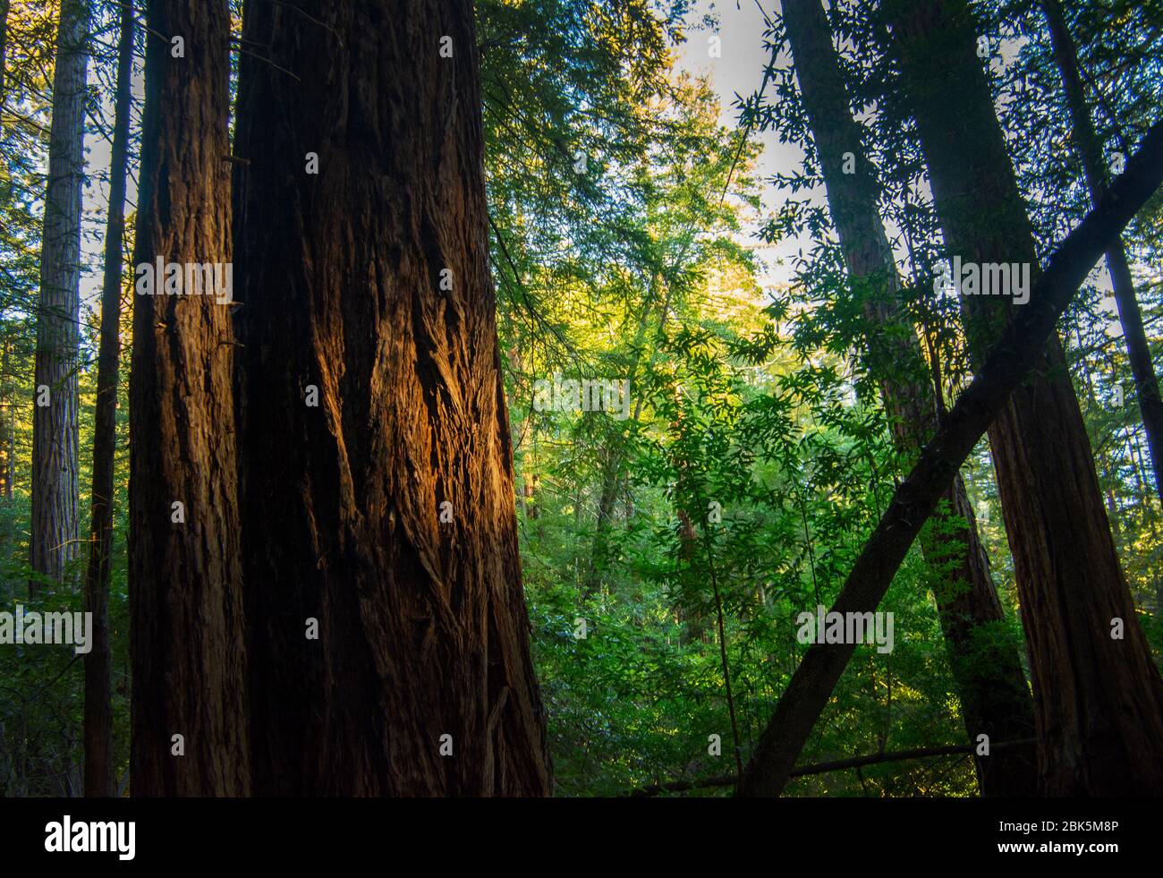 Arbres à séquoias, Mont Tamalpais, Californie Banque D'Images