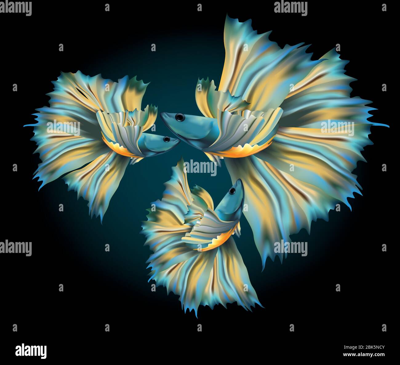 Magnifique poisson de combat Siamois bleu métallisé sur fond sombre Illustration de Vecteur