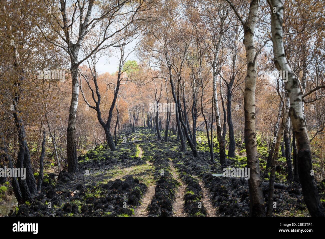 Paysage avec des bouleaux brûchés après un incendie de forêt à la réserve naturelle de 'Mariapeel' aux Pays-Bas Banque D'Images