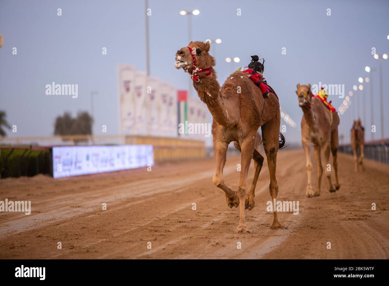 Des jockeys à dos de chameau commandés à distance sur le circuit de course à dos de chameau d'Al Marmoom à Dubaï, aux Émirats arabes Unis Banque D'Images