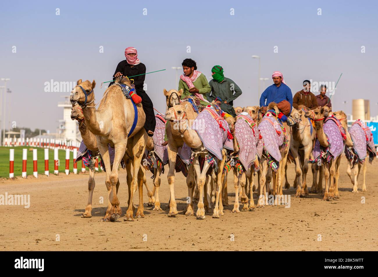 Courses de chameaux sur le circuit d'Al Marmoom à Dubaï, Émirats arabes Unis Banque D'Images