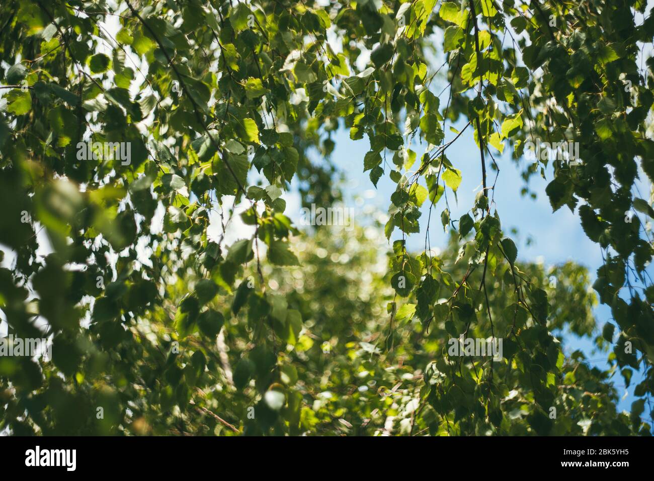 gros plan de feuilles de bouleau sur le ciel bleu. Autres noms: Bouleau verrue, Betula pendula, bouleau argenté, bouleau blanc européen Banque D'Images