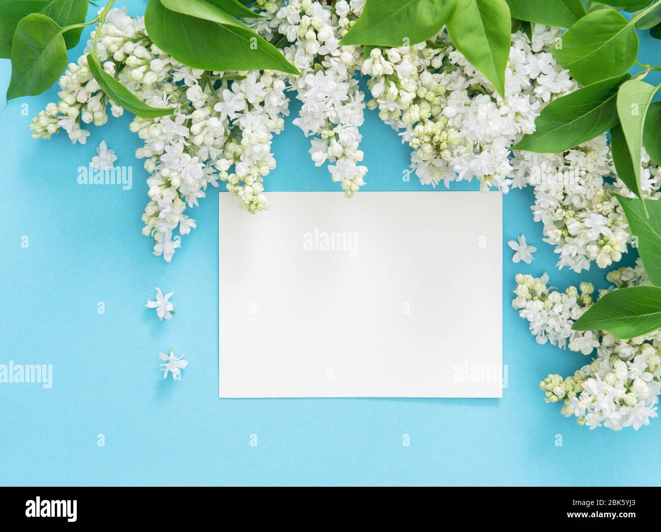 Fleurs lilas avec carte de voeux vide sur fond bleu Banque D'Images