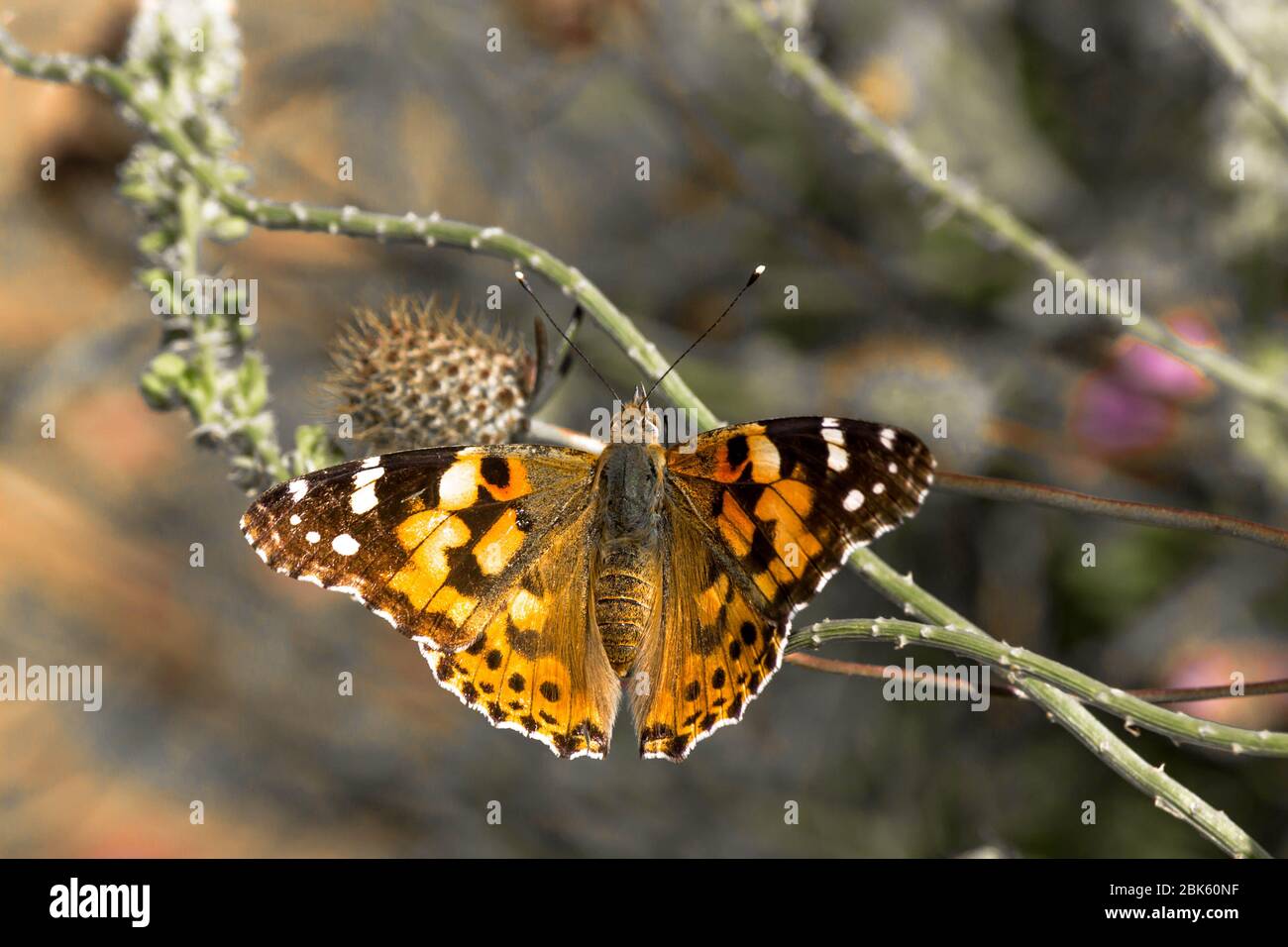 Little butterfly Banque D'Images