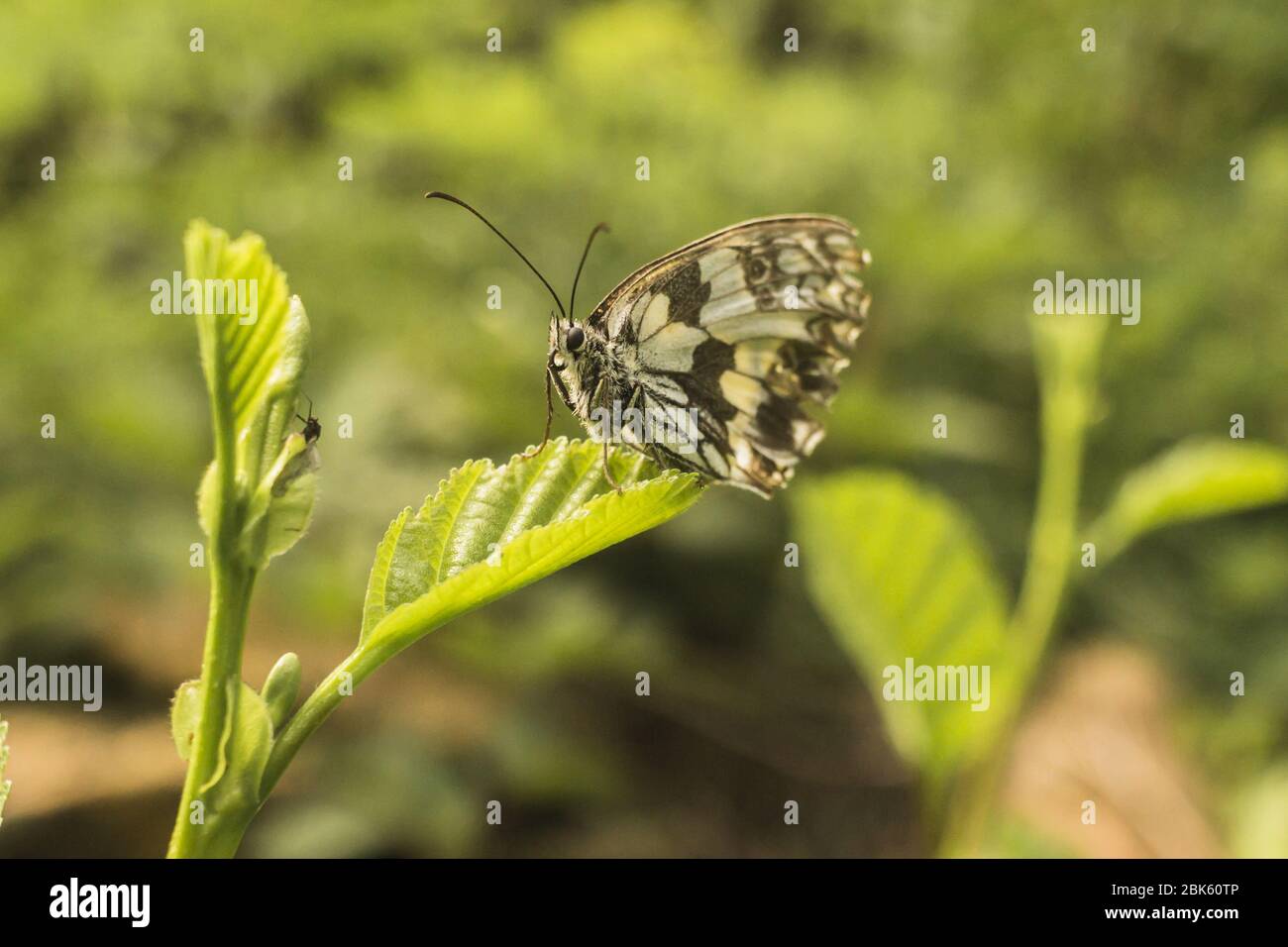 Little butterfly Banque D'Images