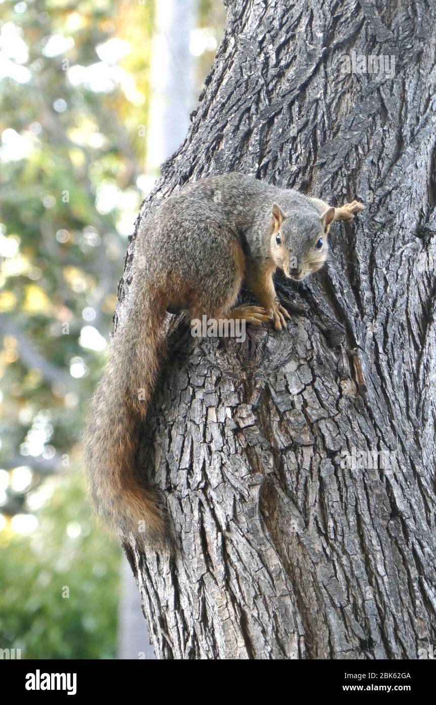 Beverly Hills, Californie, États-Unis 1 mai 2020 une vue générale de l'atmosphère d'un écureuil lors de la pandémie de Covid-19 de Coronavirus le 1er mai 2020 à Beverly Hills, Californie, États-Unis. Photo de Barry King/Alay stock photo Banque D'Images