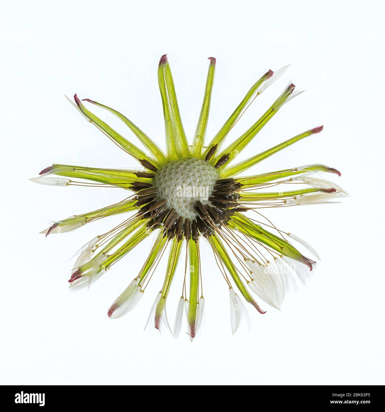 tête de fleur de pissenlit avec quelques graines laissées après une forte pluie Banque D'Images