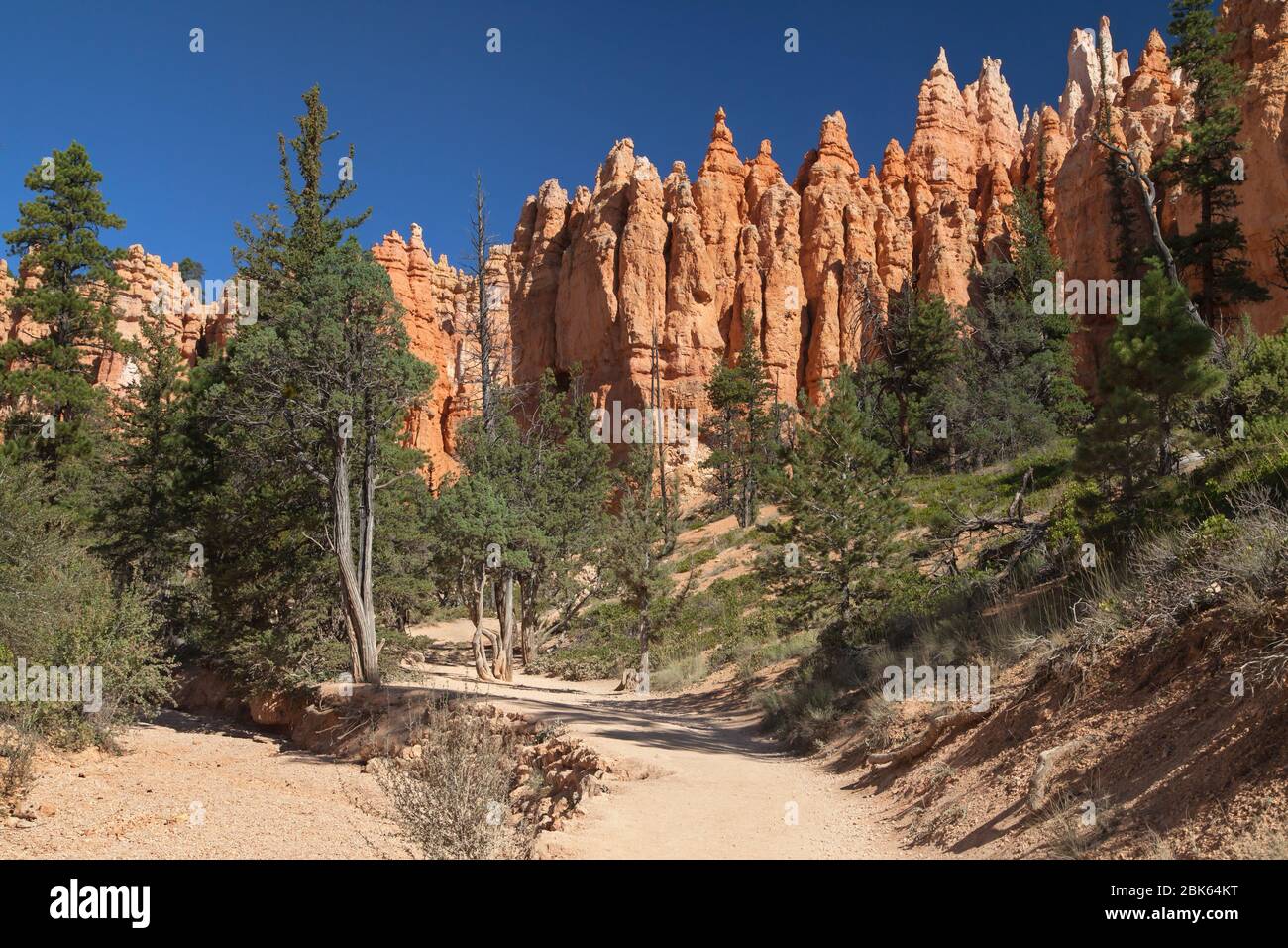Navajo Loop Trail près de South Hall au parc national de Bryce Canyon, Utah, États-Unis. Banque D'Images