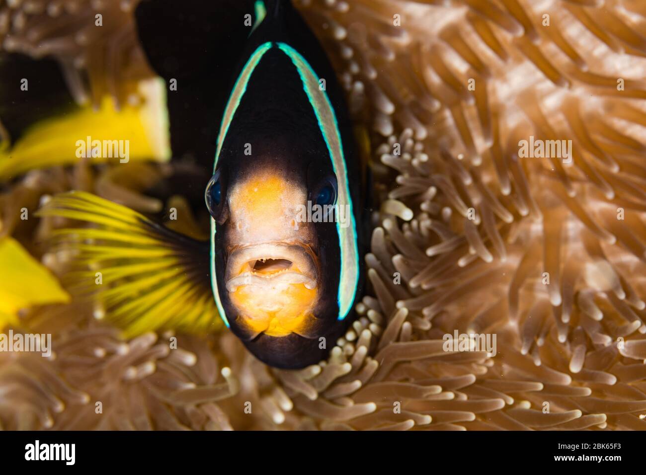 Faux clowfish dans son anémone. Banque D'Images