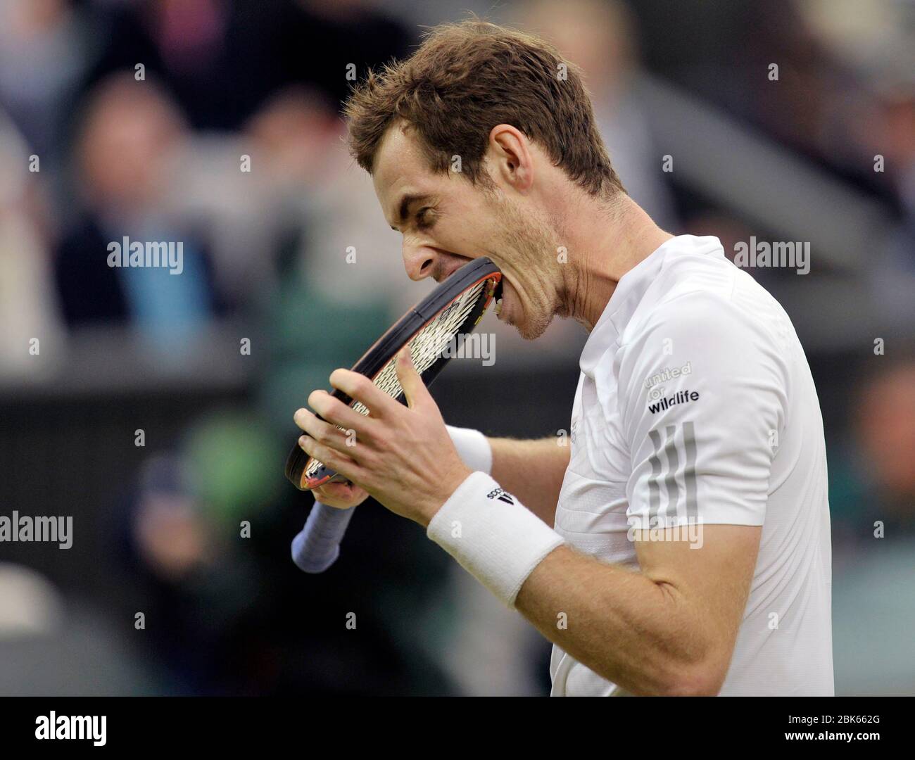 Wimbledon, 2014, Londres, Royaume-Uni. Andy Murray morde son raquette lors du quatrième tour de Men Singles, Andy Murray (GB) / Kevin Anderson (RSA) Center court. Banque D'Images