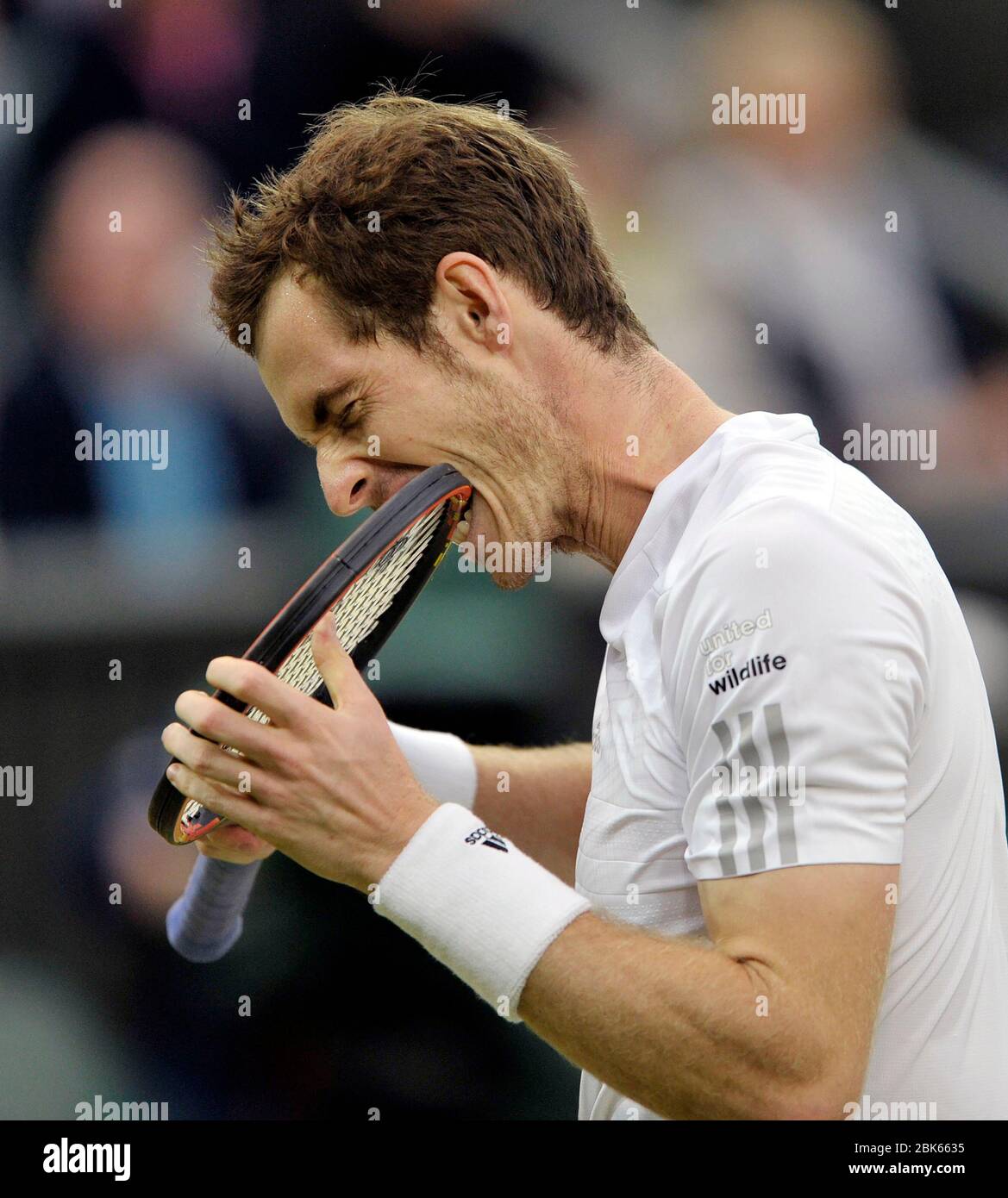 Wimbledon, 2014, Londres, Royaume-Uni. Andy Murray morde son raquette lors du quatrième tour de Men Singles, Andy Murray (GB) / Kevin Anderson (RSA) Center court. Banque D'Images