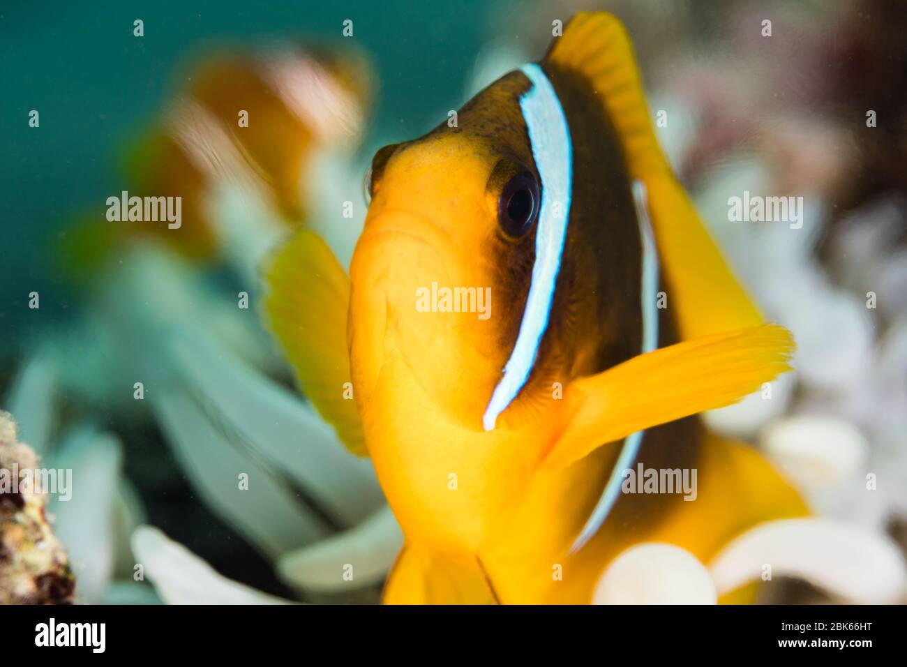 Faux clowfish dans son anémone. Banque D'Images