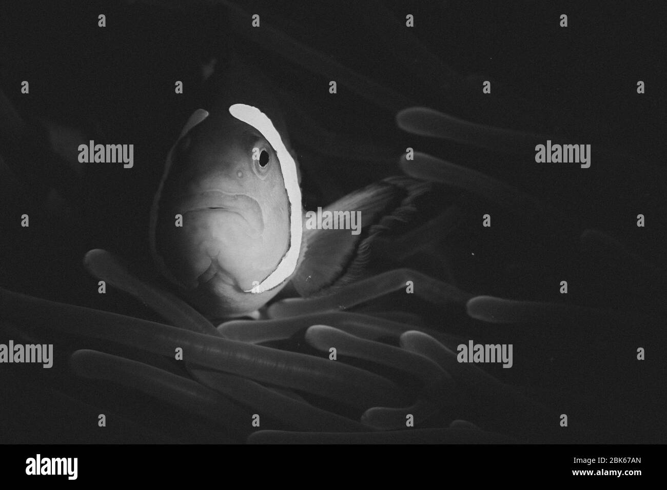 Faux clowfish dans son anémone. Banque D'Images