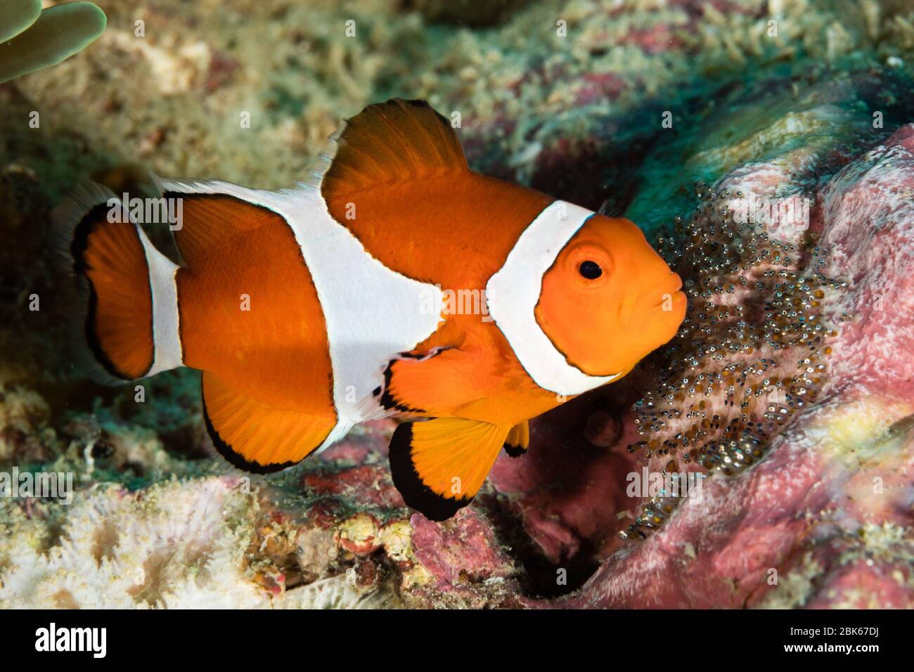 Faux clowfish dans son anémone. Banque D'Images