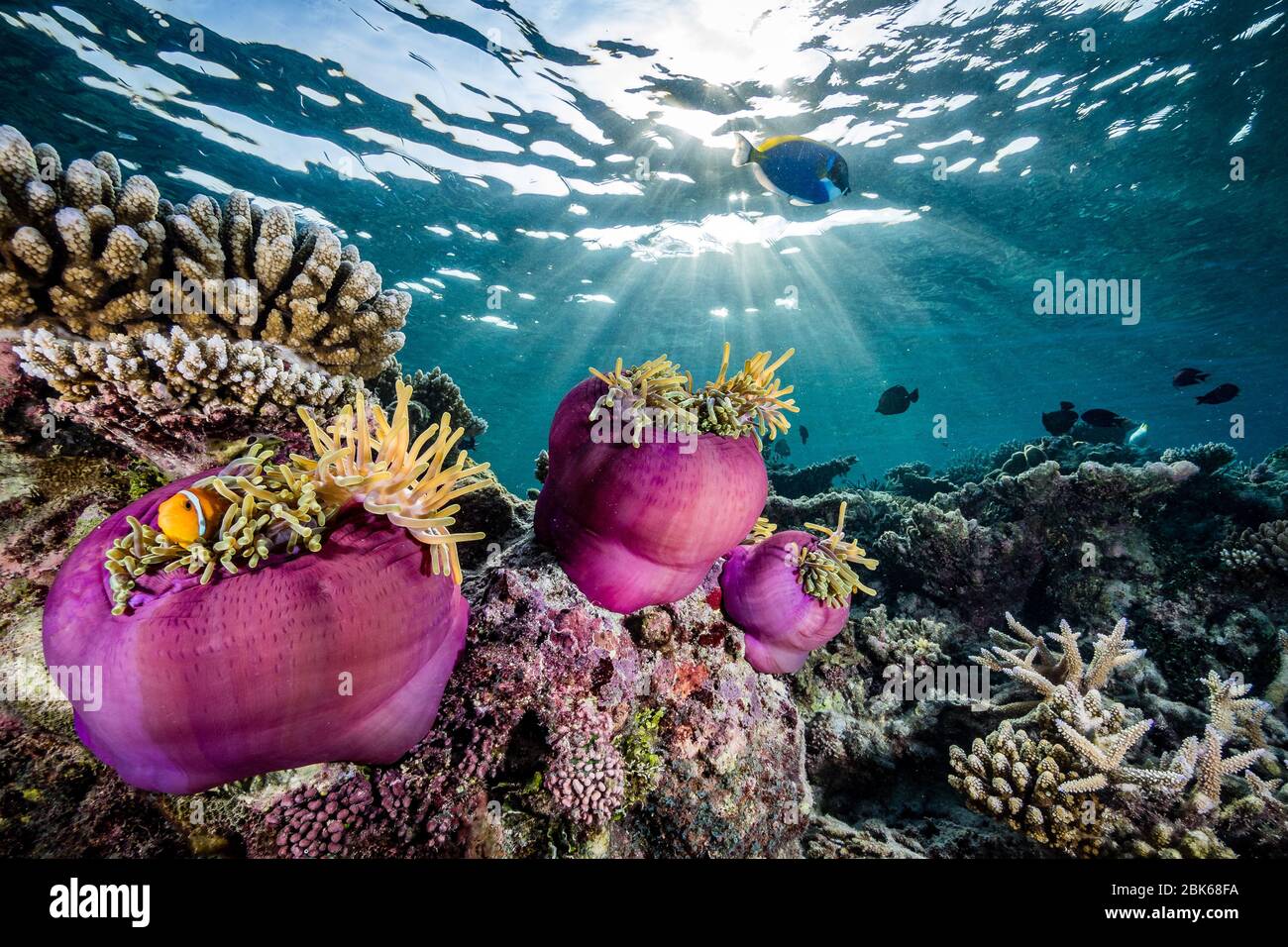 Faux clowfish dans son anémone. Banque D'Images