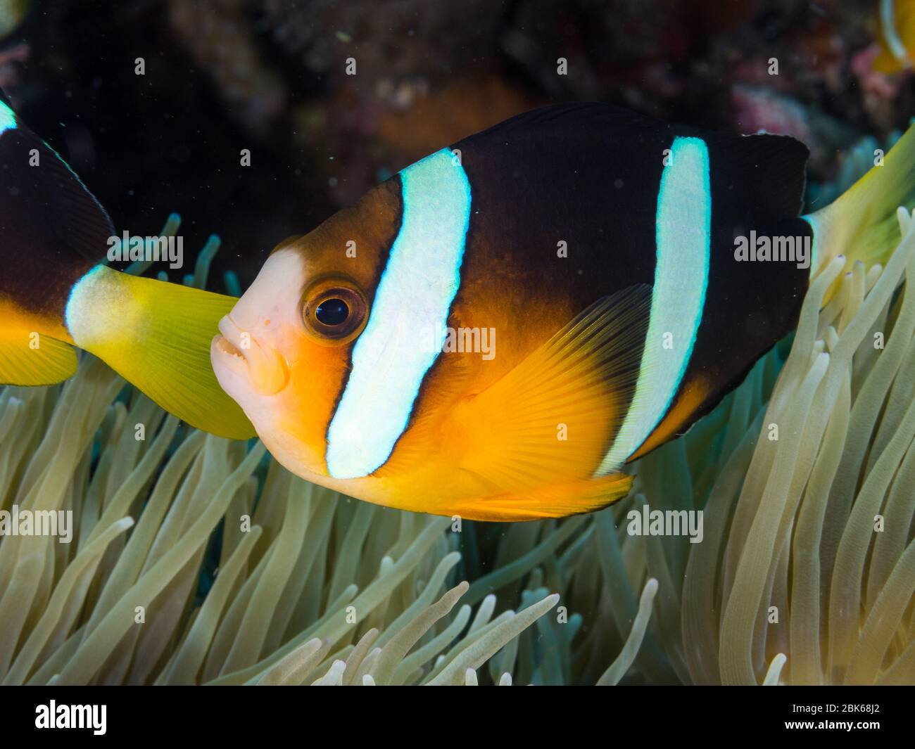 Faux clowfish dans son anémone. Banque D'Images