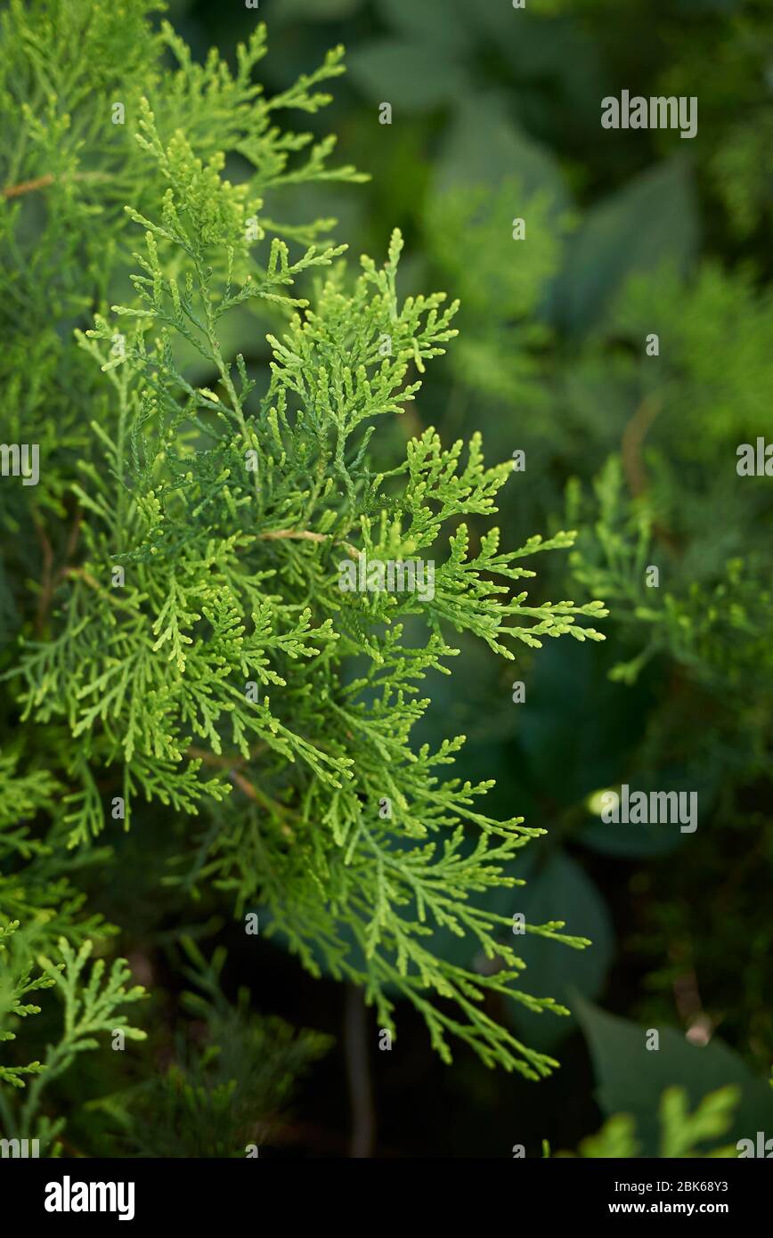 La branche Thuja orientalis se rapproche de cônes frais Banque D'Images