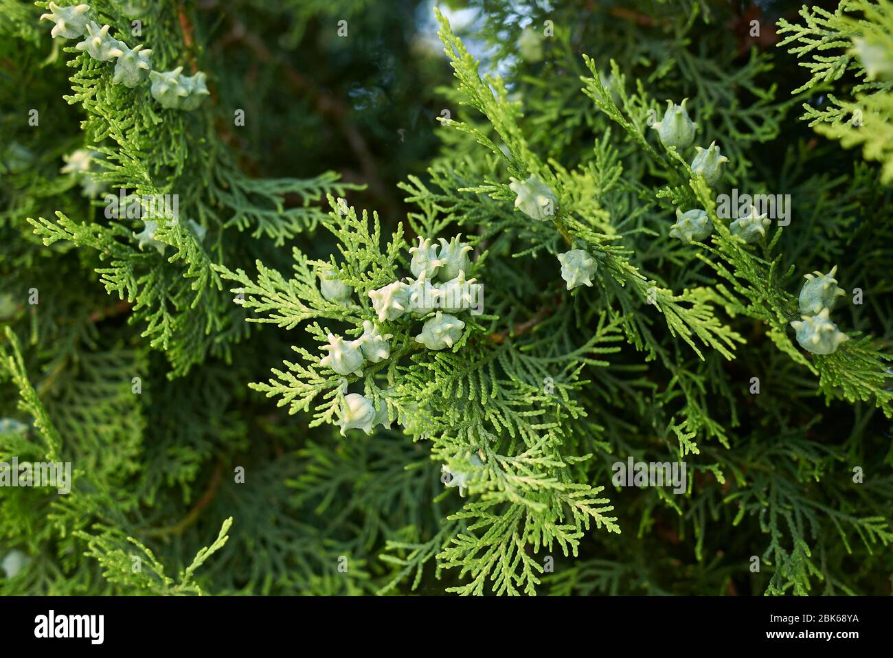 La branche Thuja orientalis se rapproche de cônes frais Banque D'Images