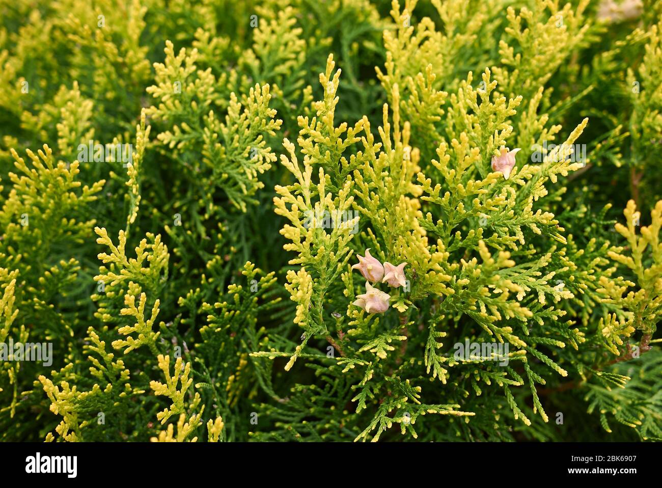 La branche Thuja orientalis se rapproche de cônes frais Banque D'Images