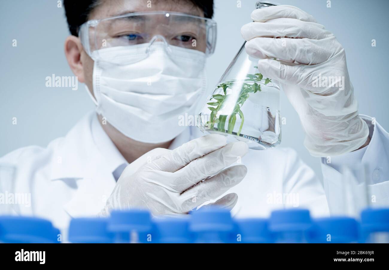 Chercheur asiatique de sexe masculin qui recherche des spécimens de plantes en laboratoire. Banque D'Images