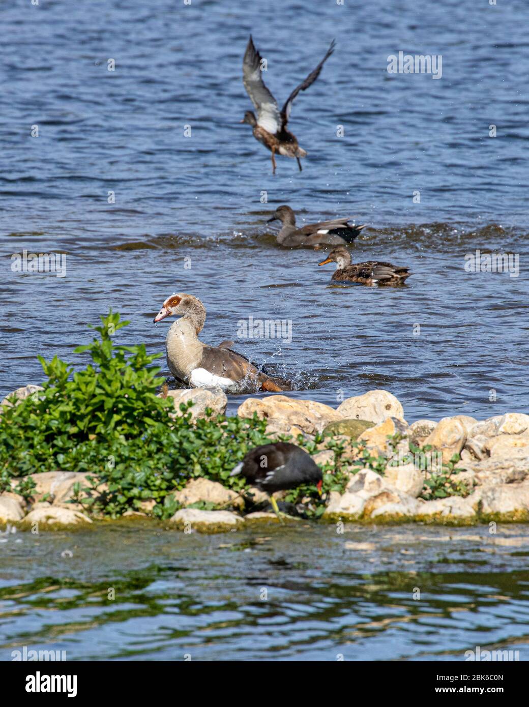 oie égyptienne sur un lac Banque D'Images