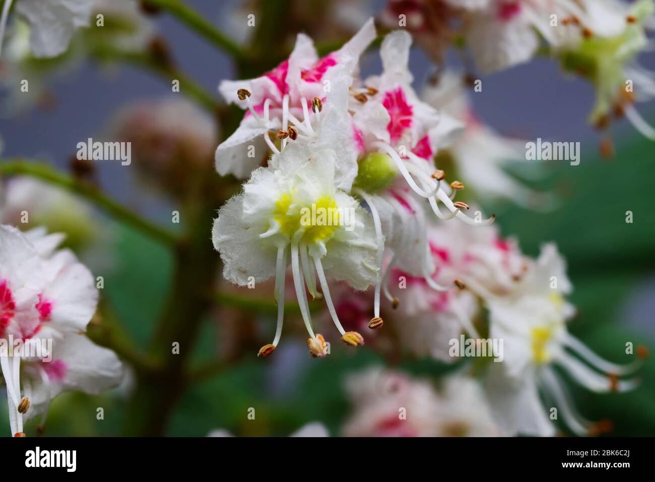 Macro closeup de fleurs isolées roses, blanches, jaunes de châtaignier de cheval (Aesculus hippocastanum) au printemps - Allemagne Banque D'Images