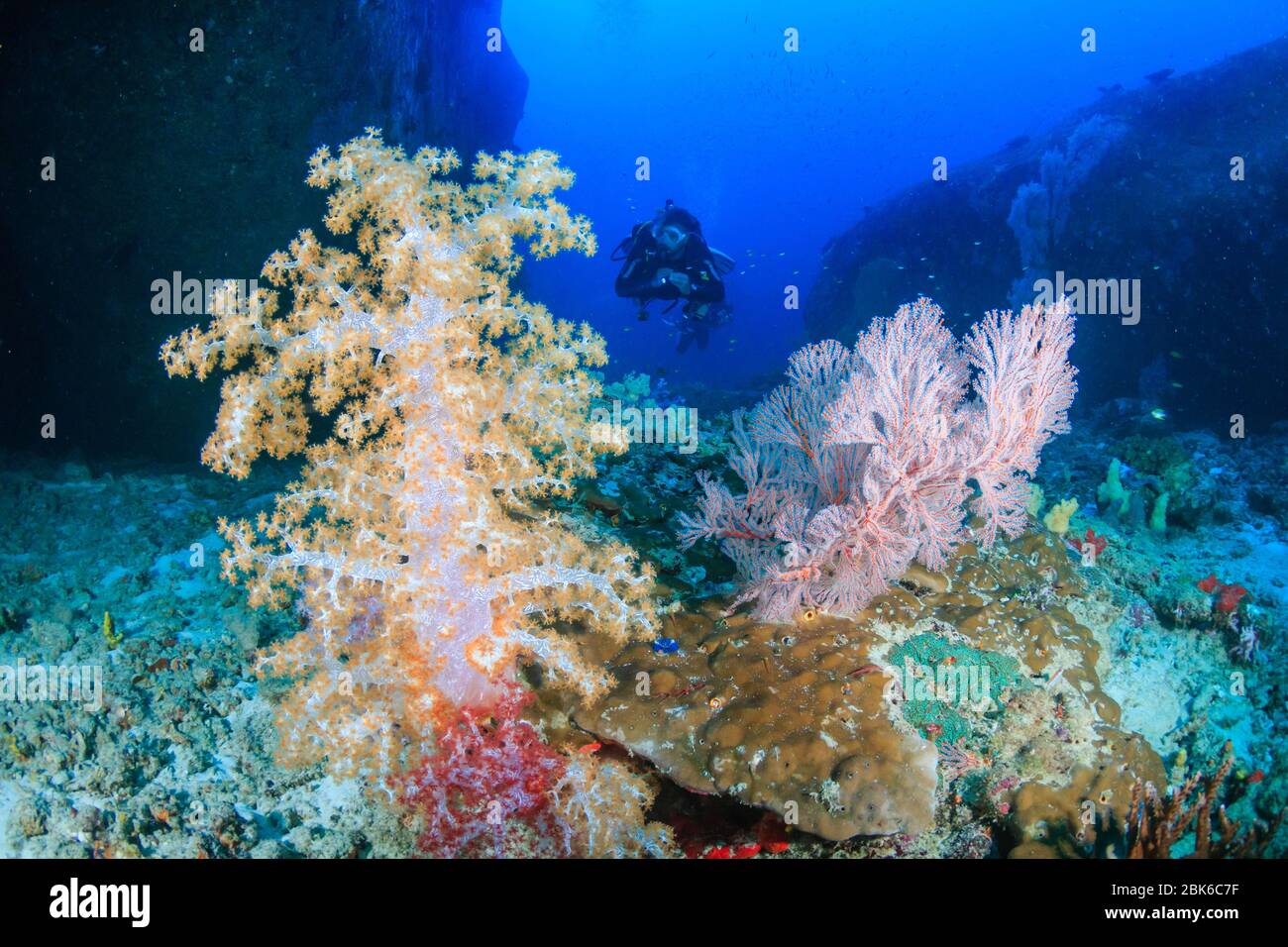 Plongée SOUS-MARINE avec de beaux coraux doux sur un récif tropical Banque D'Images