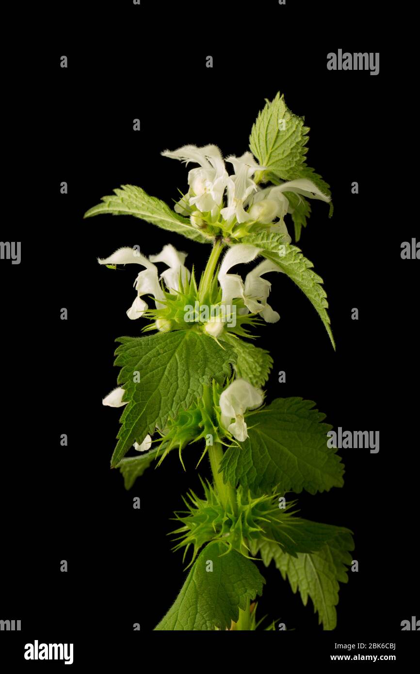 Un exemple de l'album de Lamium, The White Dead-nettle, a trouvé la croissance au printemps sur le côté d'un hedgeriw. Fond noir. North Dorset Angleterre Royaume-Uni GB Banque D'Images