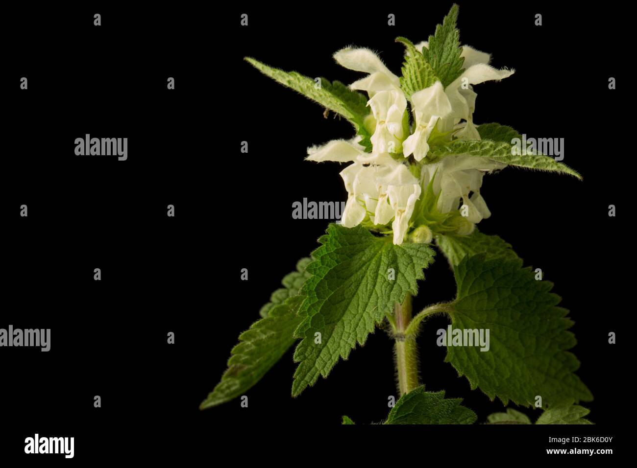 Un exemple de l'album de Lamium, The White Dead-nettle, a trouvé la croissance au printemps sur le côté d'un hedgeriw. Fond noir. North Dorset Angleterre Royaume-Uni GB Banque D'Images