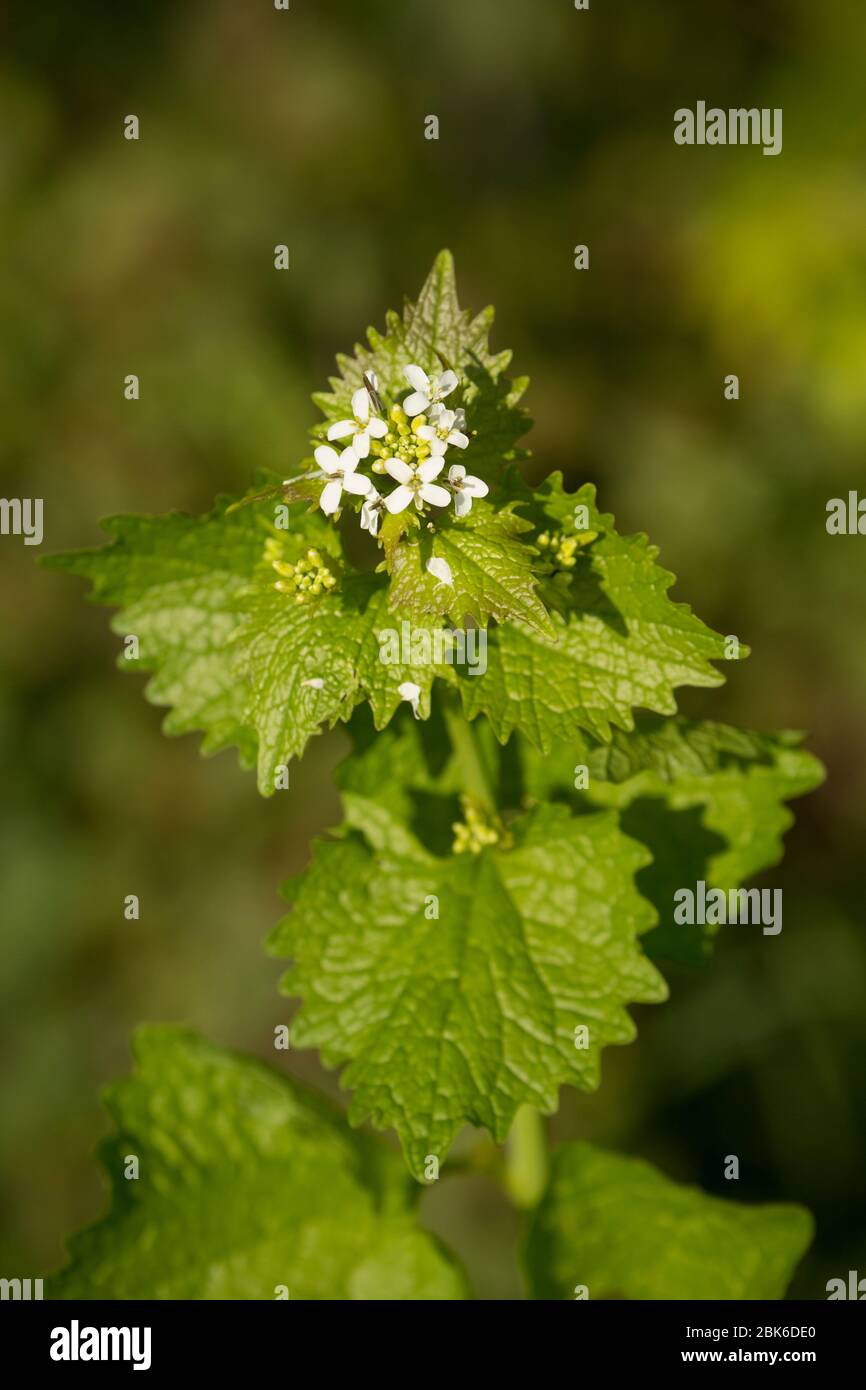 Jack by the Hedge, Alliaria petiolata, également connue sous le nom de moutarde haie, en fleur. La plante comestible est populaire avec les foreurs mais comme avec tous les grea de recherche Banque D'Images