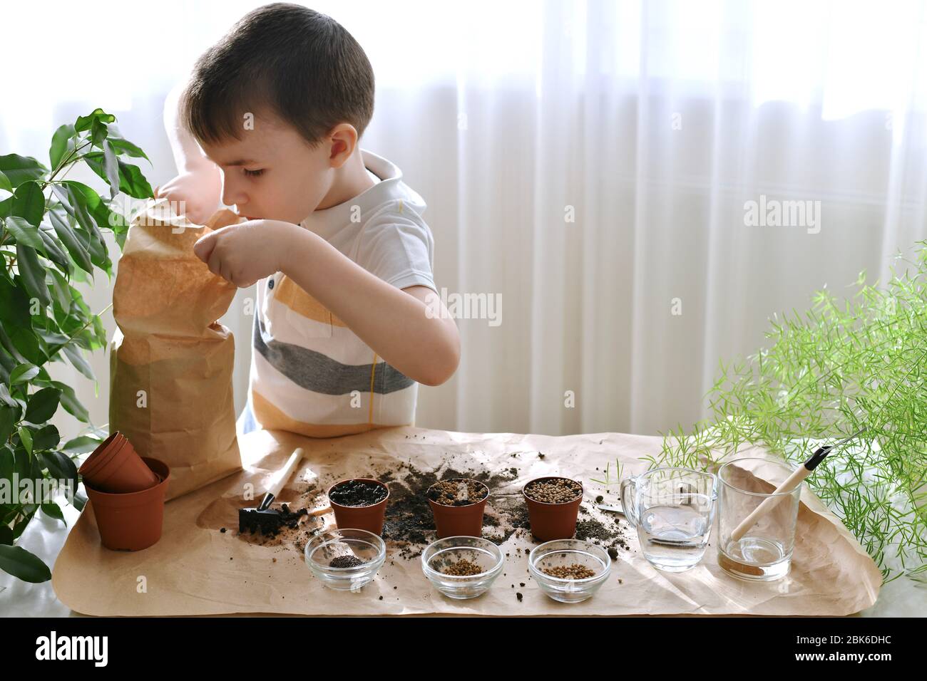 Planter des graines de micro-verts dans des pots. Le garçon se tourille dans un sac de papier avec du sol . Banque D'Images