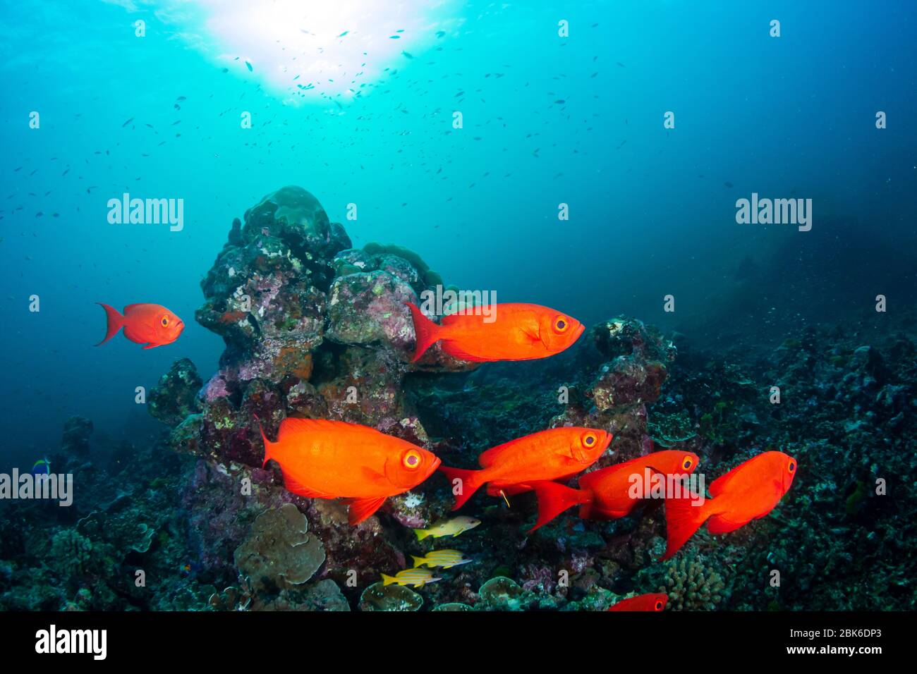 Poissons colorés Crescent-Tail Bigeye sous l'eau sur un récif tropical de corail Banque D'Images