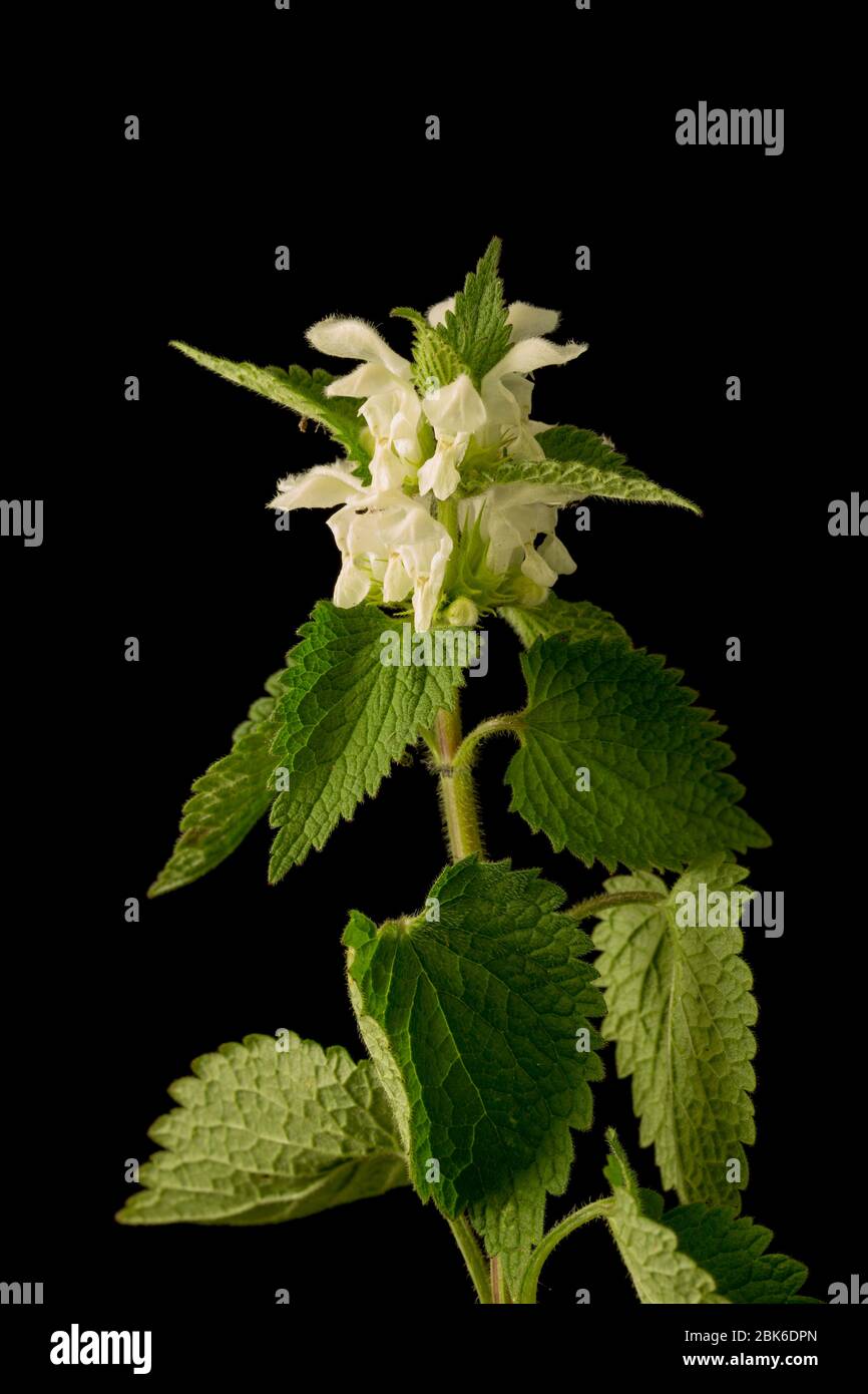 Un exemple de l'album de Lamium, The White Dead-nettle, a trouvé la croissance au printemps sur le côté d'un hedgeriw. Fond noir. North Dorset Angleterre Royaume-Uni GB Banque D'Images