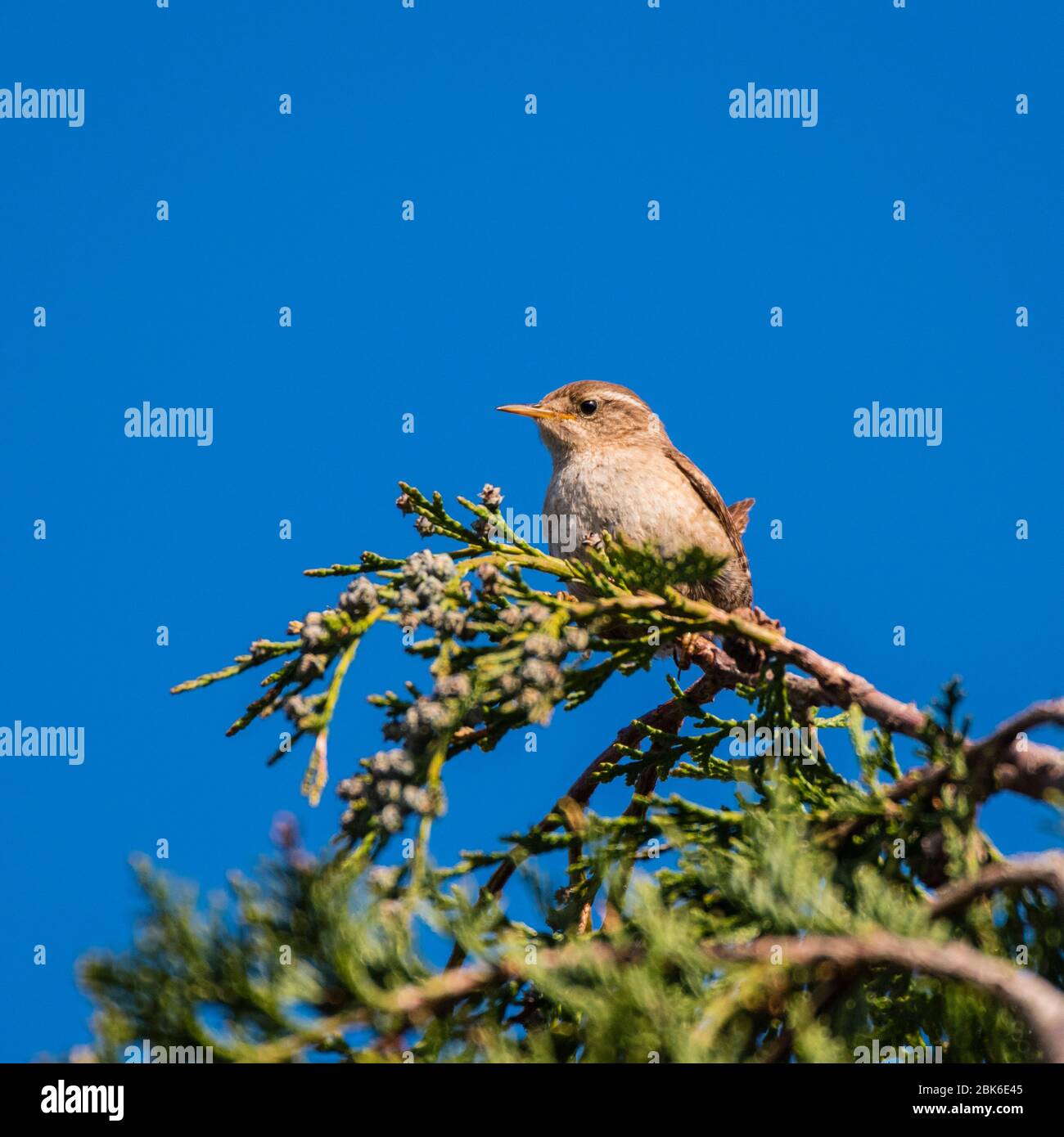Un Wren (Troglodytes troglodytes) chantant au Royaume-Uni Banque D'Images
