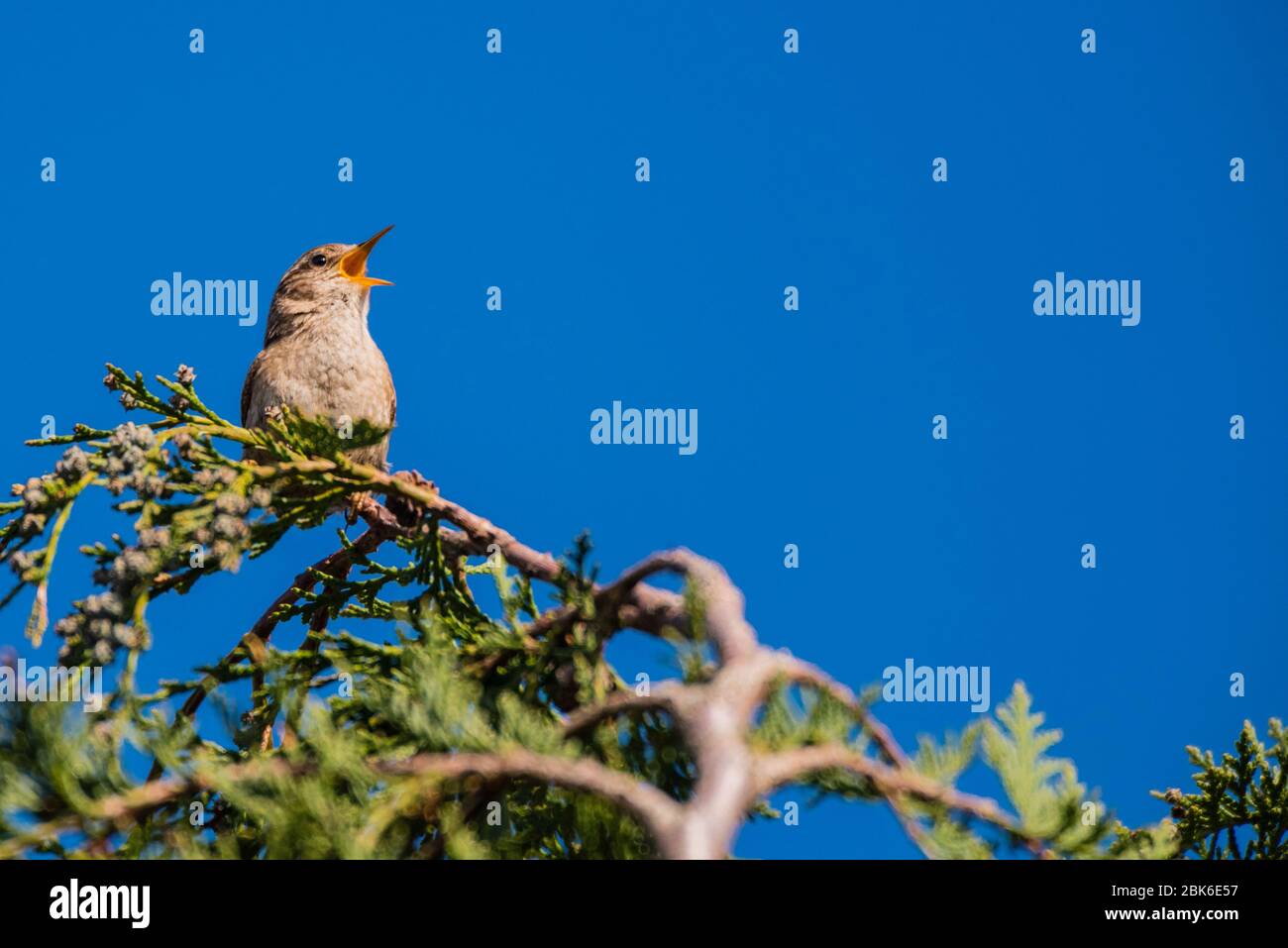 Un Wren (Troglodytes troglodytes) chantant au Royaume-Uni Banque D'Images