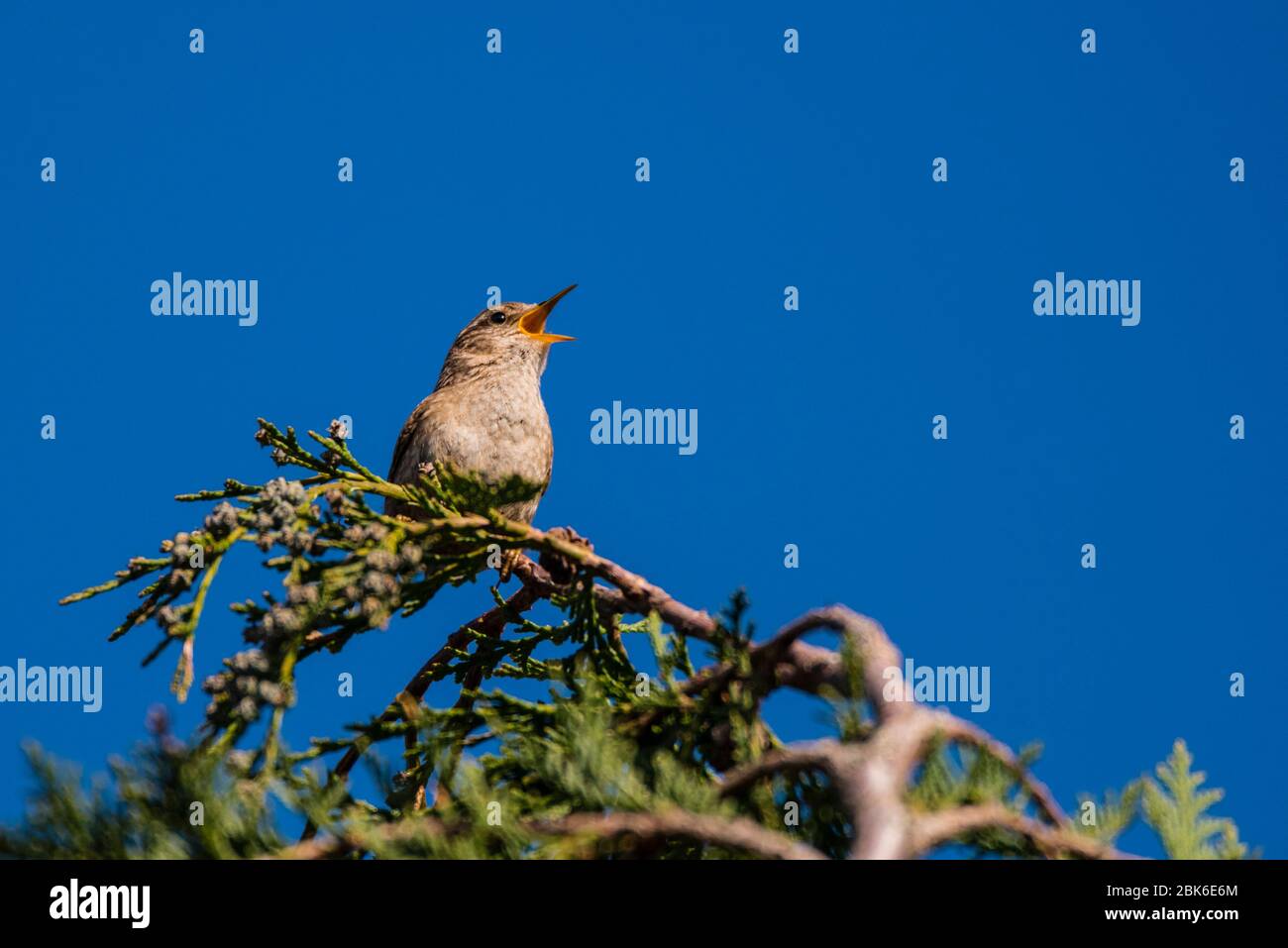 Un Wren (Troglodytes troglodytes) chantant au Royaume-Uni Banque D'Images
