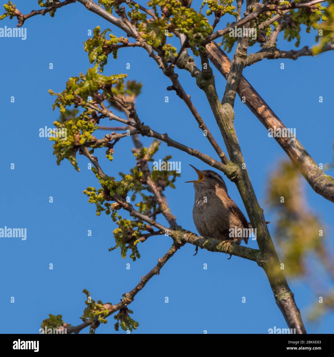 Un Wren (Troglodytes troglodytes) chantant au Royaume-Uni Banque D'Images