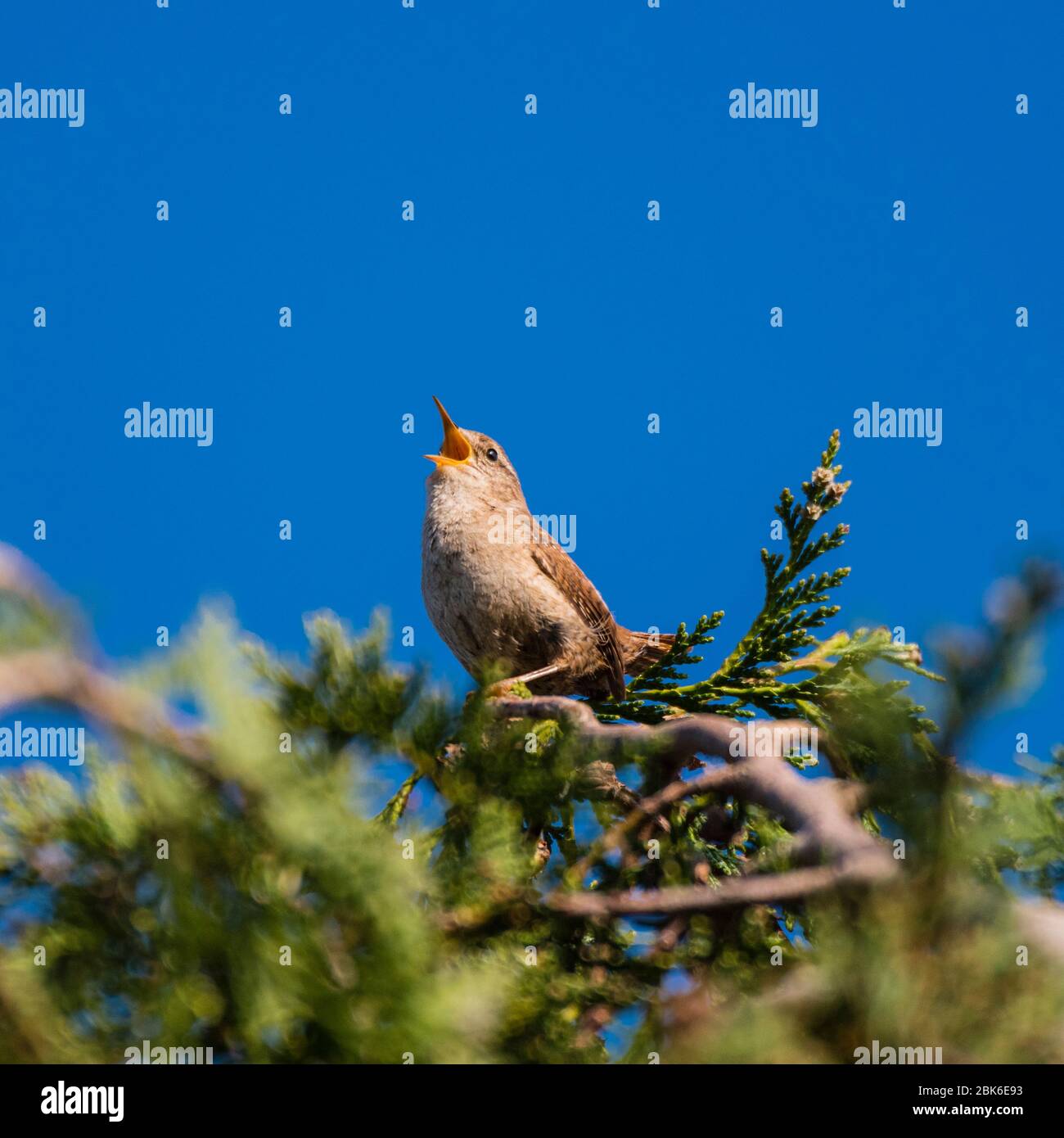 Un Wren (Troglodytes troglodytes) chantant au Royaume-Uni Banque D'Images