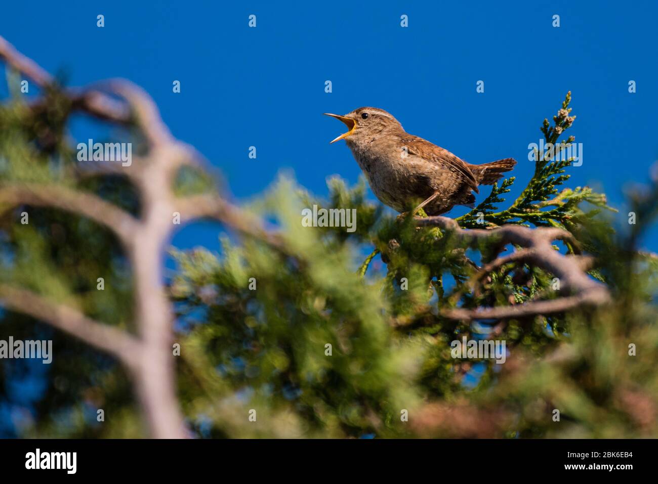 Un Wren (Troglodytes troglodytes) chantant au Royaume-Uni Banque D'Images