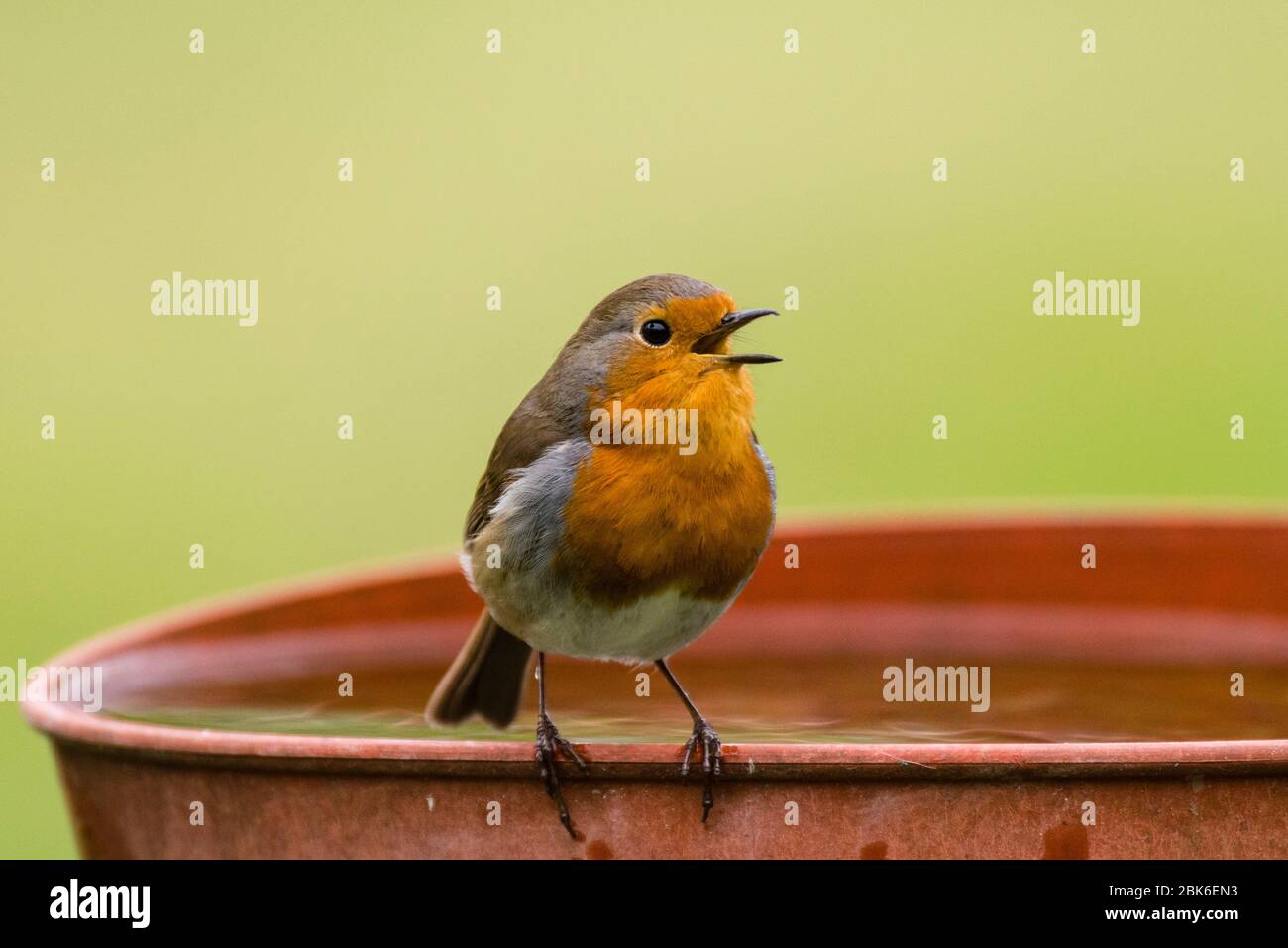 Un chant Robin (erithacus rubecula) au Royaume-Uni Banque D'Images