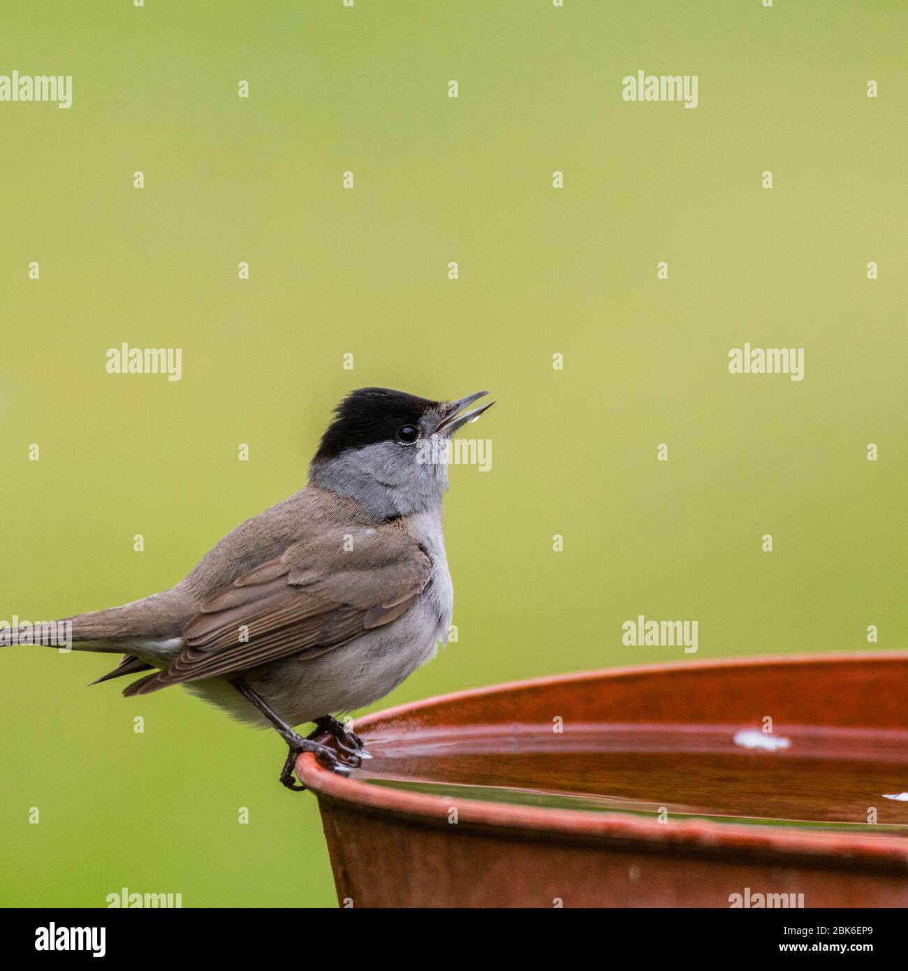 Un Blackcap, Sylvia atricapilla, boire un seul mâle dans un jardin britannique Banque D'Images
