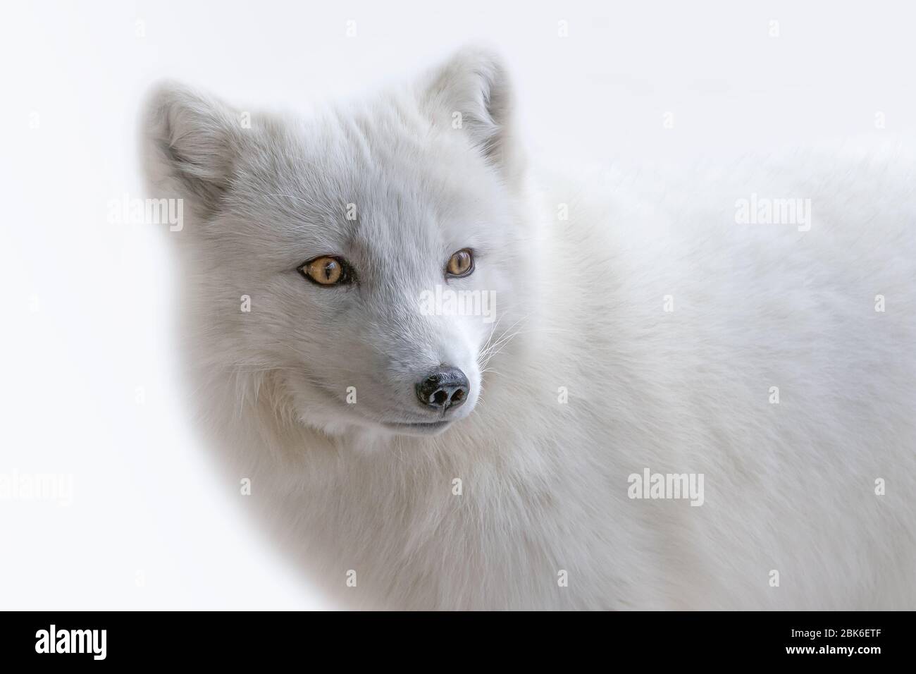White Arctic Fox trois quarts portrait Banque D'Images