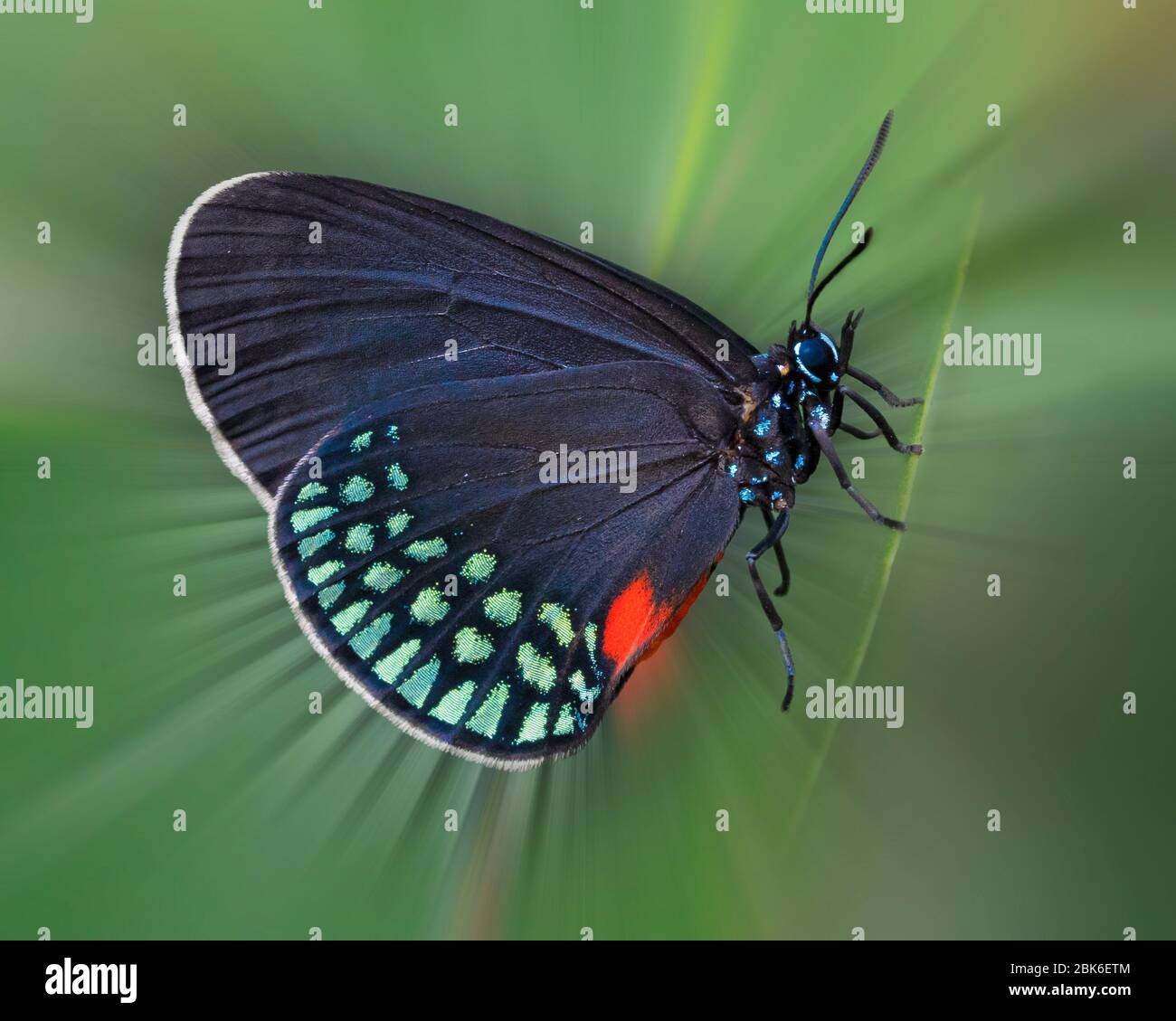 Gros plan de la lumière radiale de l'émission d'Atala Butterfly sur la feuille verte Banque D'Images Gros plan de la lumière radiale de l'émission d'Atala Butterfly sur la feuille verte Banque D'Images