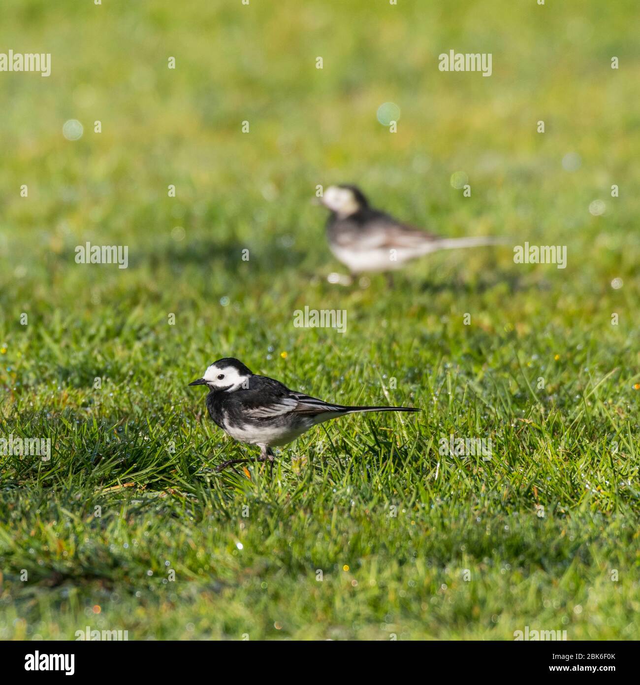 Une paire de wagons pied (motacilla alba) au Royaume-Uni Banque D'Images