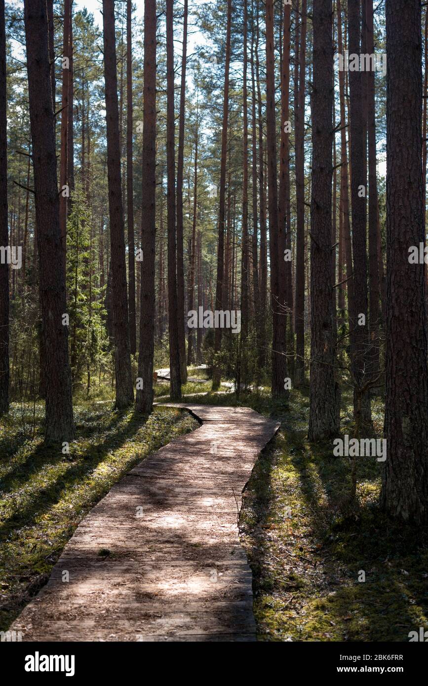 Un homme a fait un chemin en bois dans le parc national pendant le beau coucher de soleil avec une végétation verte tout autour et de longues ombres sombres Banque D'Images