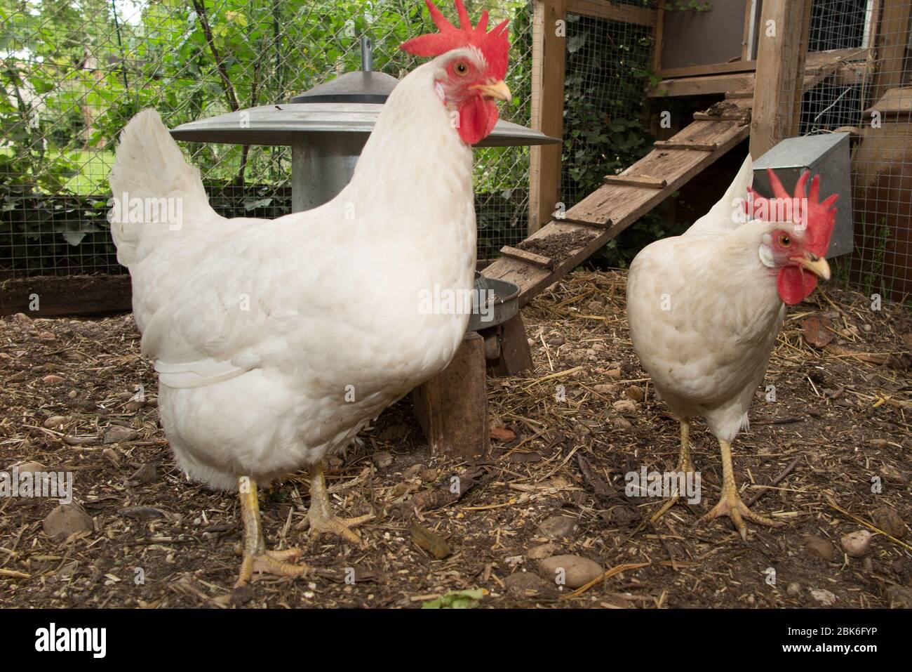 Deux poules est une poule de couleur blanche. Avec un grand sabot. Banque D'Images