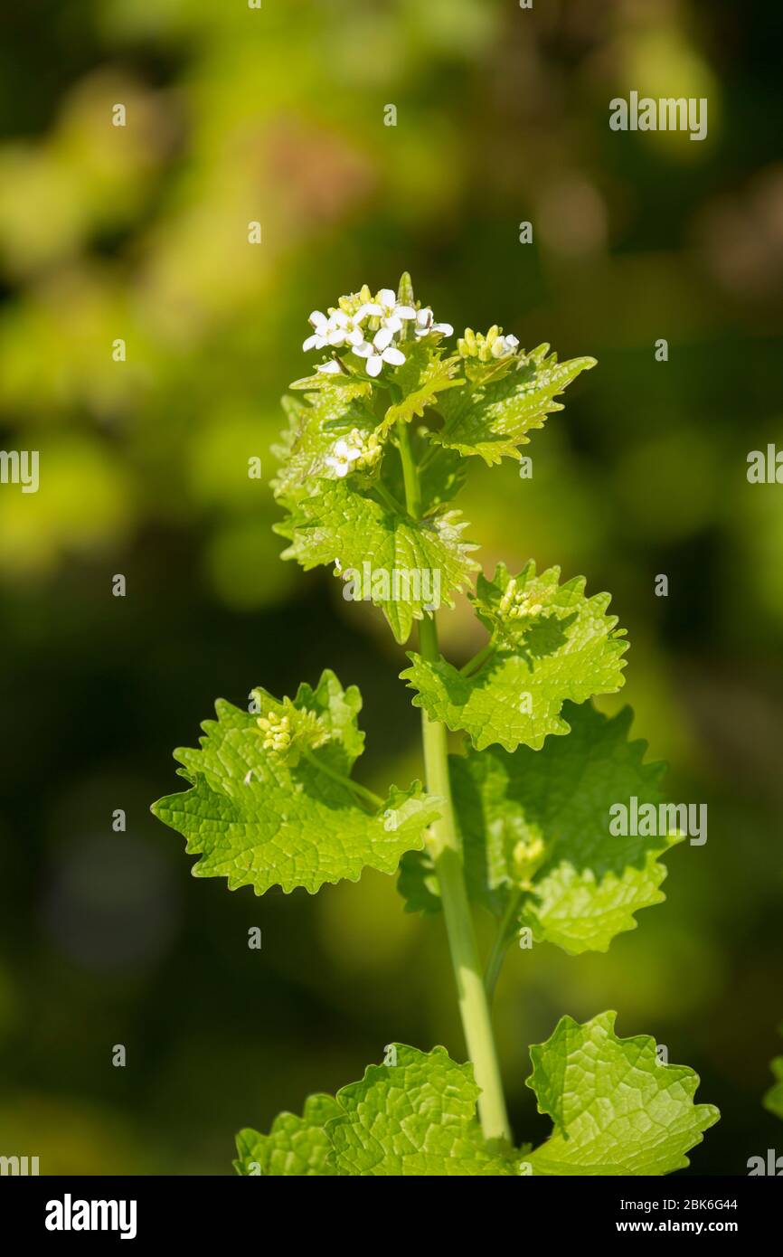 Jack by the Hedge, Alliaria petiolata, également connue sous le nom de moutarde haie, en fleur. La plante comestible est populaire avec les foreurs mais comme avec tous les grea de recherche Banque D'Images