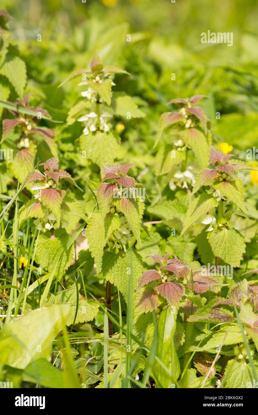 Bouilloires blancs, bouilloires morts de blanc, album de Lamium, floraison sur le côté d'une voie de campagne à la fin du mois de mars. North Dorset Angleterre Royaume-Uni GB Banque D'Images