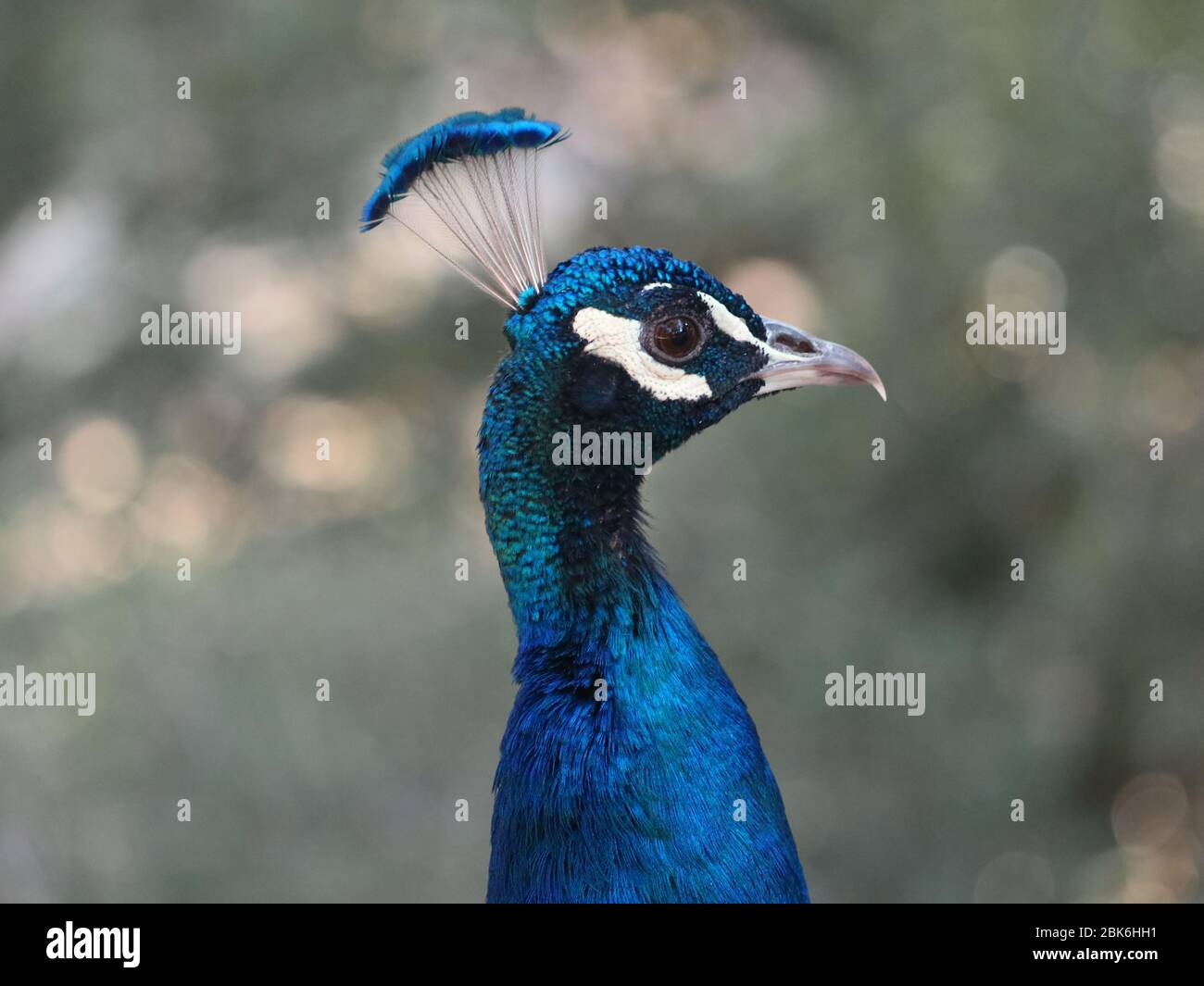 Gros plan sur une tête de paon bleu mâle sur fond naturel de forêt floue Banque D'Images